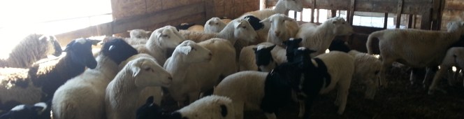 Weaning Day – Handling and&nbsp;Stress