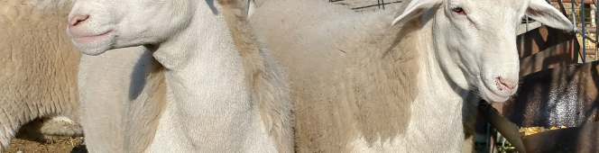 The Last Grain-Fed&nbsp;Lambs