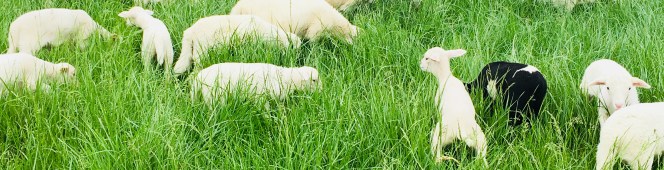 Grazing animals made the Earth we&nbsp;know.