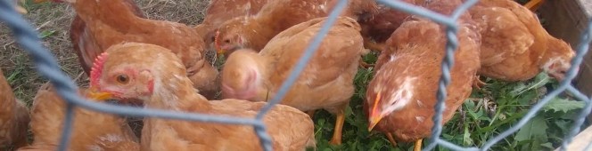 The Trial Chicken&nbsp;Run